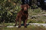 LABRADOR 950